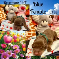 Blue , a female Doberman Pinscher for sale in Pomeroy, OH – 1 of 1