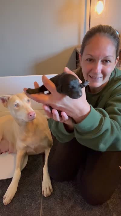 Raven , a female Doberman Pinscher for sale in Pomeroy, OH – 7 of 7