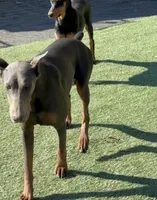 Asta, a female Doberman Pinscher for sale in Pomeroy, OH – 3 of 3
