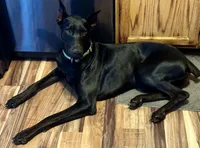 Coming soon Bella , a  Doberman Pinscher for sale in Pomeroy, OH – 2 of 6