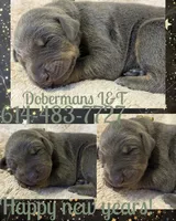 Yellow, a male Doberman Pinscher for sale in Pomeroy, OH – Photo 1 of 4