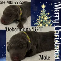 Yellow, a male Doberman Pinscher for sale in Pomeroy, OH – Photo 2 of 4