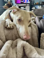 Coming soon Bella , a  Doberman Pinscher for sale in Pomeroy, OH – 5 of 6