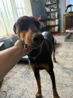 Coming soon , a  Doberman Pinscher for sale in Pomeroy, OH – 2 of 6
