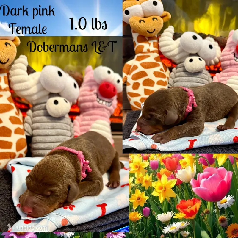 Dark pink  – Doberman Pinscher puppy for sale in Pomeroy, OH