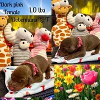 Dark pink , a female Doberman Pinscher for sale in Pomeroy, OH – 1 of 1