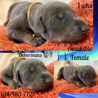 Yellow, a female Doberman Pinscher for sale in Pomeroy, OH – Photo 1 of 4