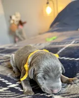 Yellow, a female Doberman Pinscher for sale in Pomeroy, OH – Photo 4 of 4