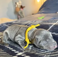 Yellow, a female Doberman Pinscher for sale in Pomeroy, OH – Photo 3 of 4