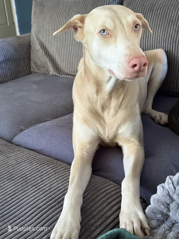 Coming soon Bella  – Doberman Pinscher puppy for sale in Pomeroy, OH