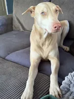 Coming soon Bella , a  Doberman Pinscher for sale in Pomeroy, OH – 1 of 6