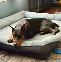 Coming soon , a  Doberman Pinscher for sale in Pomeroy, OH – 6 of 6