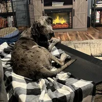 Pink, a female Great Dane for sale in Pomeroy, OH – Photo 3 of 6