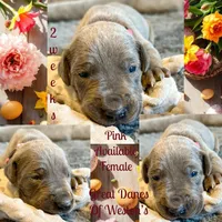Pink, a female Great Dane for sale in Pomeroy, OH – Photo 1 of 6