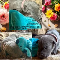 Pink, a female Great Dane for sale in Pomeroy, OH – Photo 2 of 6