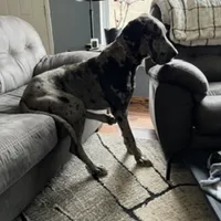 Pink, a female Great Dane for sale in Pomeroy, OH – Photo 6 of 6