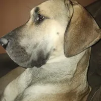 Pink, a female Great Dane for sale in Pomeroy, OH – Photo 5 of 6