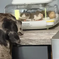 Pink, a female Great Dane for sale in Pomeroy, OH – Photo 4 of 6