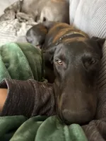 Stud service, a male Doberman Pinscher for sale in Pomeroy, OH – 3 of 4