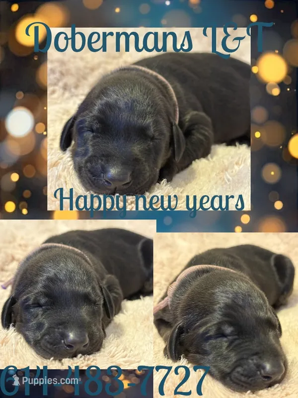 Melanistic Purple collar