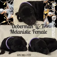 Melanistic Purple collar, a female Doberman Pinscher for sale in Pomeroy, OH – Photo 2 of 4
