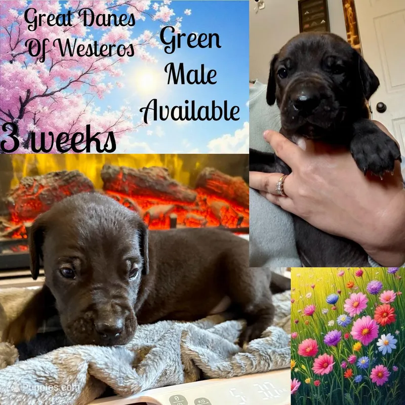 Dark green  – Great Dane puppy for sale in Pomeroy, OH
