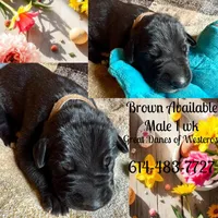 Dark green , a male Great Dane for sale in Pomeroy, OH – Photo 3 of 3