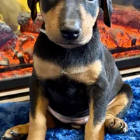 Silver, a female Doberman Pinscher for sale in Pomeroy, OH – Photo 3 of 7
