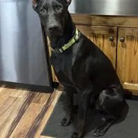 Silver, a female Doberman Pinscher for sale in Pomeroy, OH – Photo 7 of 7