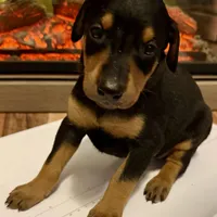 Silver, a female Doberman Pinscher for sale in Pomeroy, OH – Photo 5 of 7