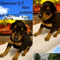 Silver, a female Doberman Pinscher for sale in Pomeroy, OH – Photo 4 of 7