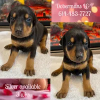 Silver, a female Doberman Pinscher for sale in Pomeroy, OH – Photo 6 of 7