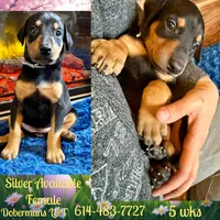 Silver, a female Doberman Pinscher for sale in Pomeroy, OH – Photo 1 of 7