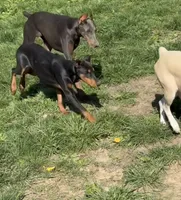 Asta, a female Doberman Pinscher for sale in Pomeroy, OH – 2 of 3