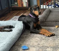 Coming soon , a  Doberman Pinscher for sale in Pomeroy, OH – 1 of 6