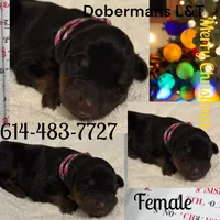 Pink, a female Doberman Pinscher for sale in Pomeroy, OH – Photo 2 of 4