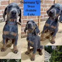 Draco, a male Doberman Pinscher for sale in Pomeroy, OH – Photo 1 of 10