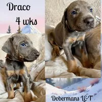 Draco, a male Doberman Pinscher for sale in Pomeroy, OH – Photo 5 of 10