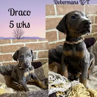 Draco, a male Doberman Pinscher for sale in Pomeroy, OH – Photo 4 of 10