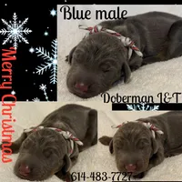 Draco, a male Doberman Pinscher for sale in Pomeroy, OH – Photo 8 of 10