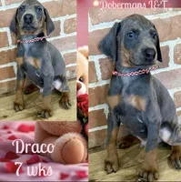 Draco, a male Doberman Pinscher for sale in Pomeroy, OH – Photo 2 of 10