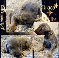 Draco, a male Doberman Pinscher for sale in Pomeroy, OH – Photo 7 of 10