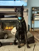 Coming soon Bella , a  Doberman Pinscher for sale in Pomeroy, OH – 6 of 6