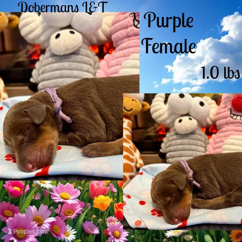 Purple  – Doberman Pinscher puppy on hold in Pomeroy, OH