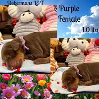 Purple , a female Doberman Pinscher for sale in Pomeroy, OH – 1 of 1