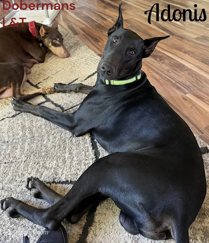 Stud service – Doberman Pinscher puppy for sale in Pomeroy, OH