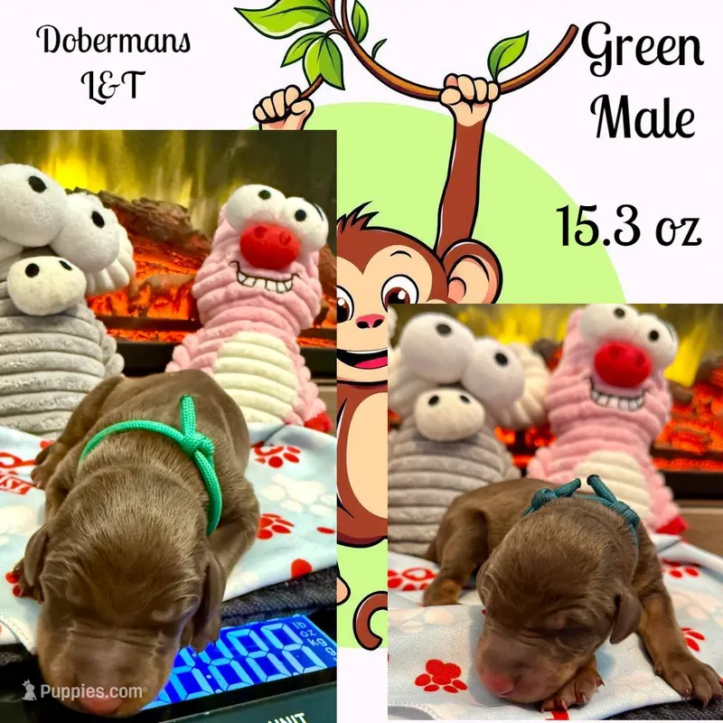 Green , a male Doberman Pinscher for sale in Pomeroy, OH – Photo 1 of 1