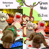 Green , a male Doberman Pinscher for sale in Pomeroy, OH – 1 of 1