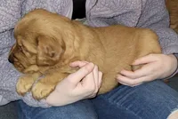 Orange, a female Golden Retriever for sale in Augusta, ME – Photo 4 of 10