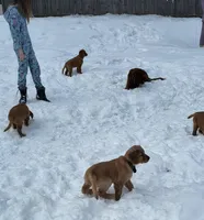 Orange, a female Golden Retriever for sale in Augusta, ME – Photo 9 of 10